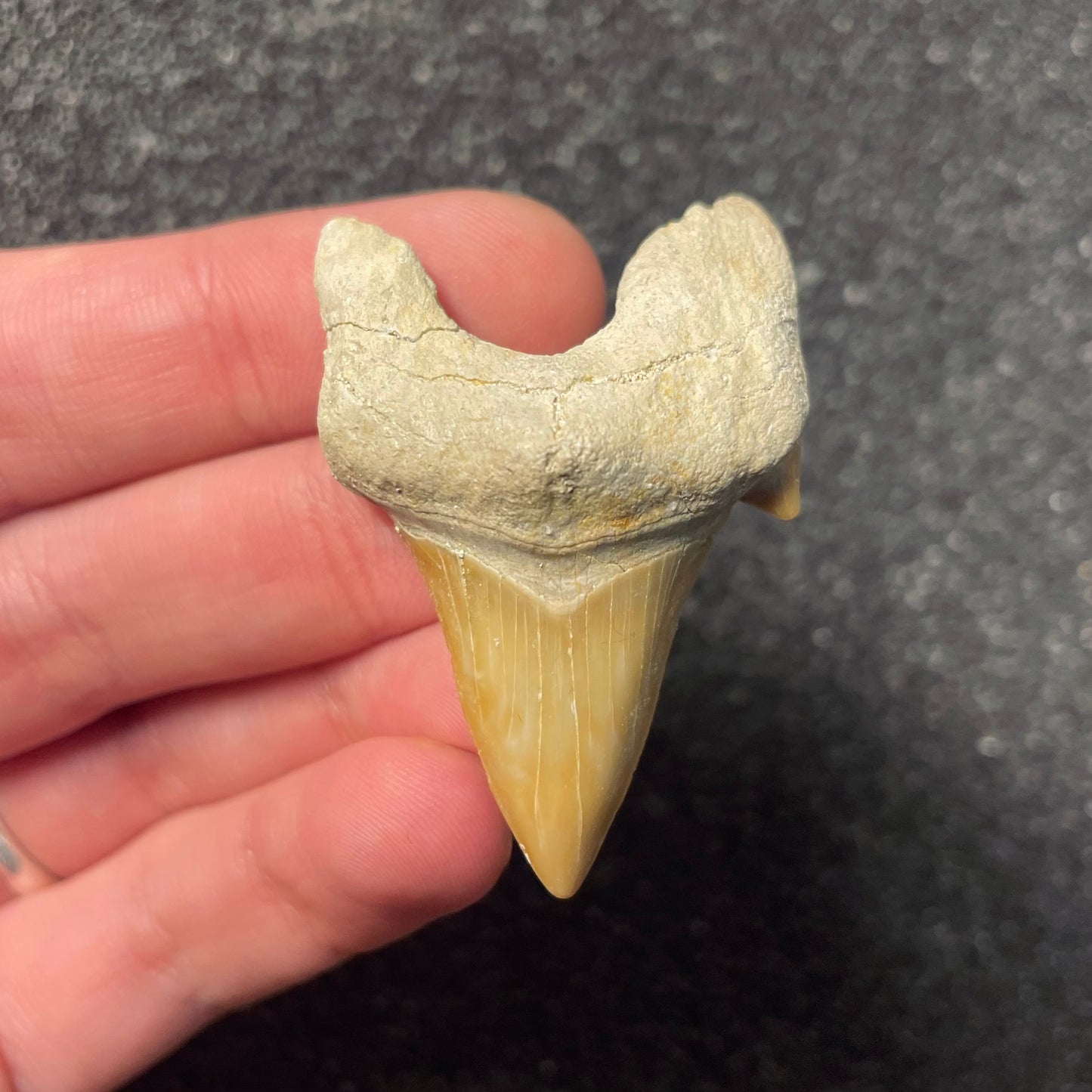 F2211 | Squalo | Otodus obliquus