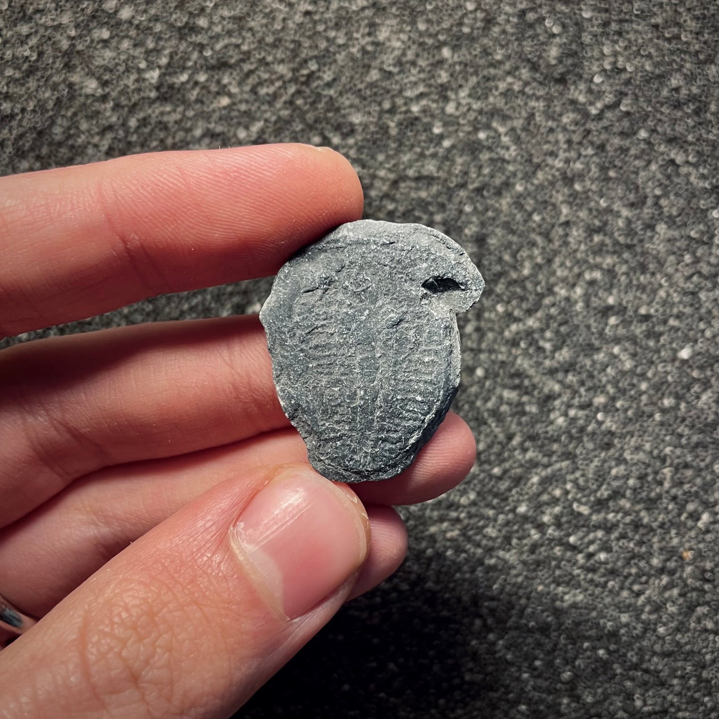 F2140 | Trilobite | Elrathia kingii