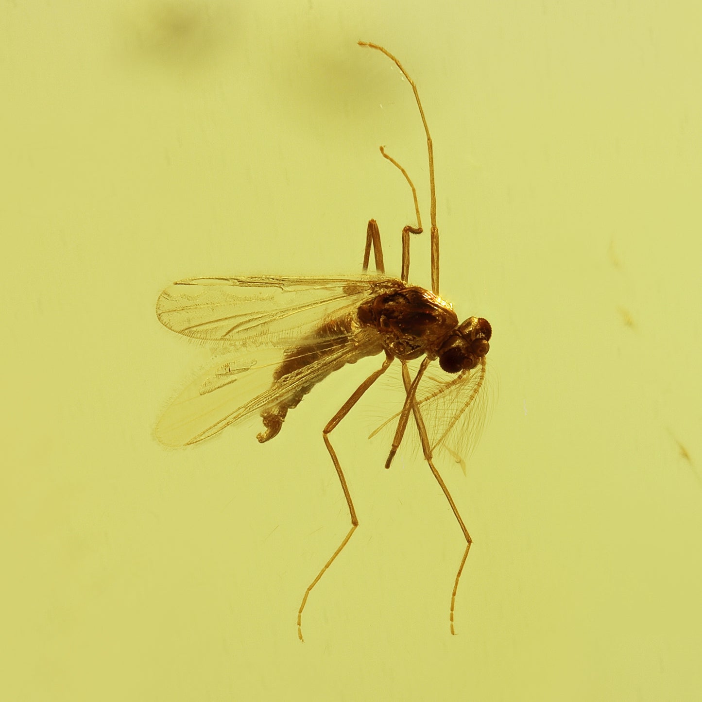 F2426 | Ambra con inclusione | Chironomidae indet.