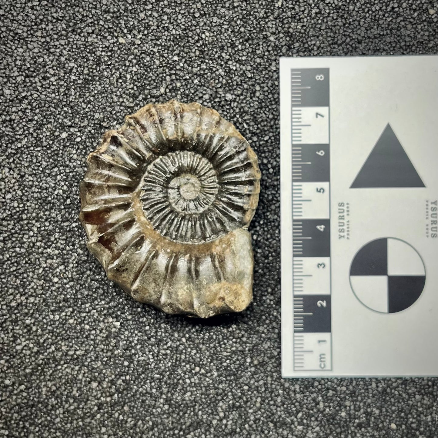 F2818 | Ammonite | Pleuroceras sp.
