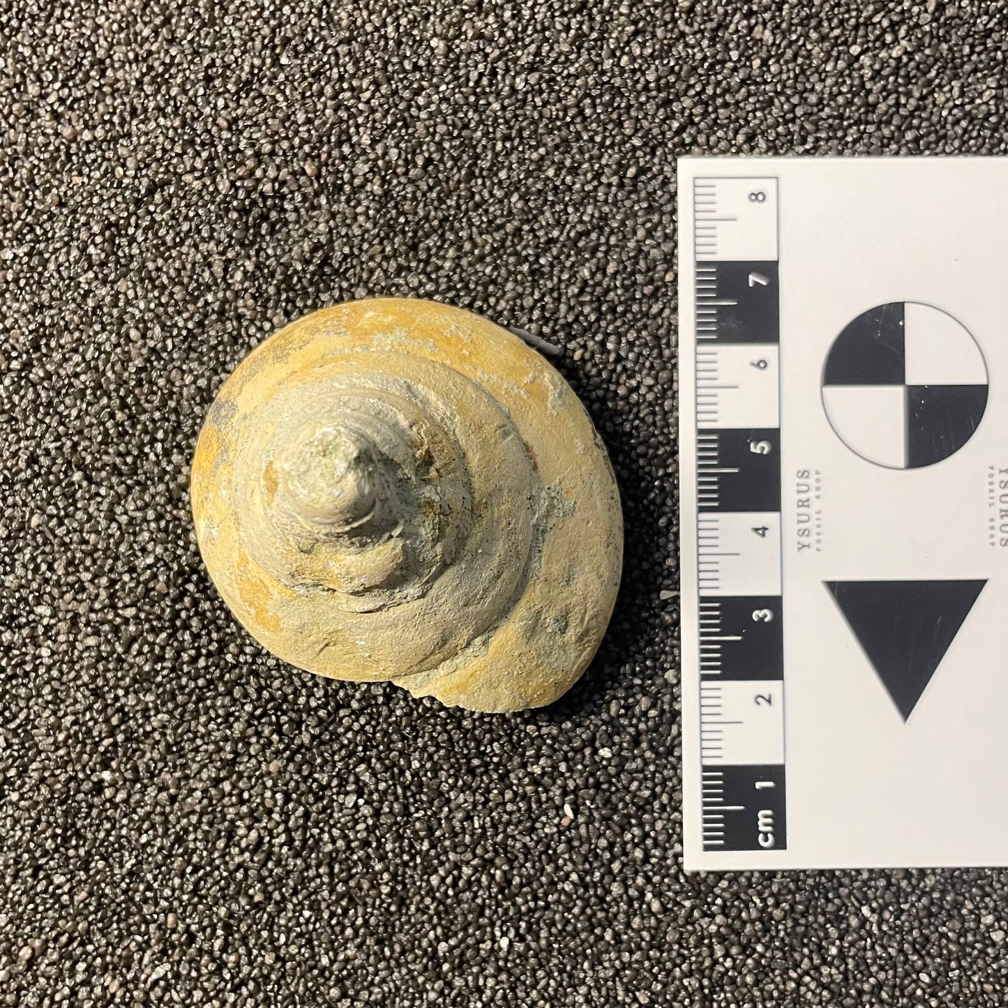 F2535 | Gasteropode | Pyrgotrochus sp.