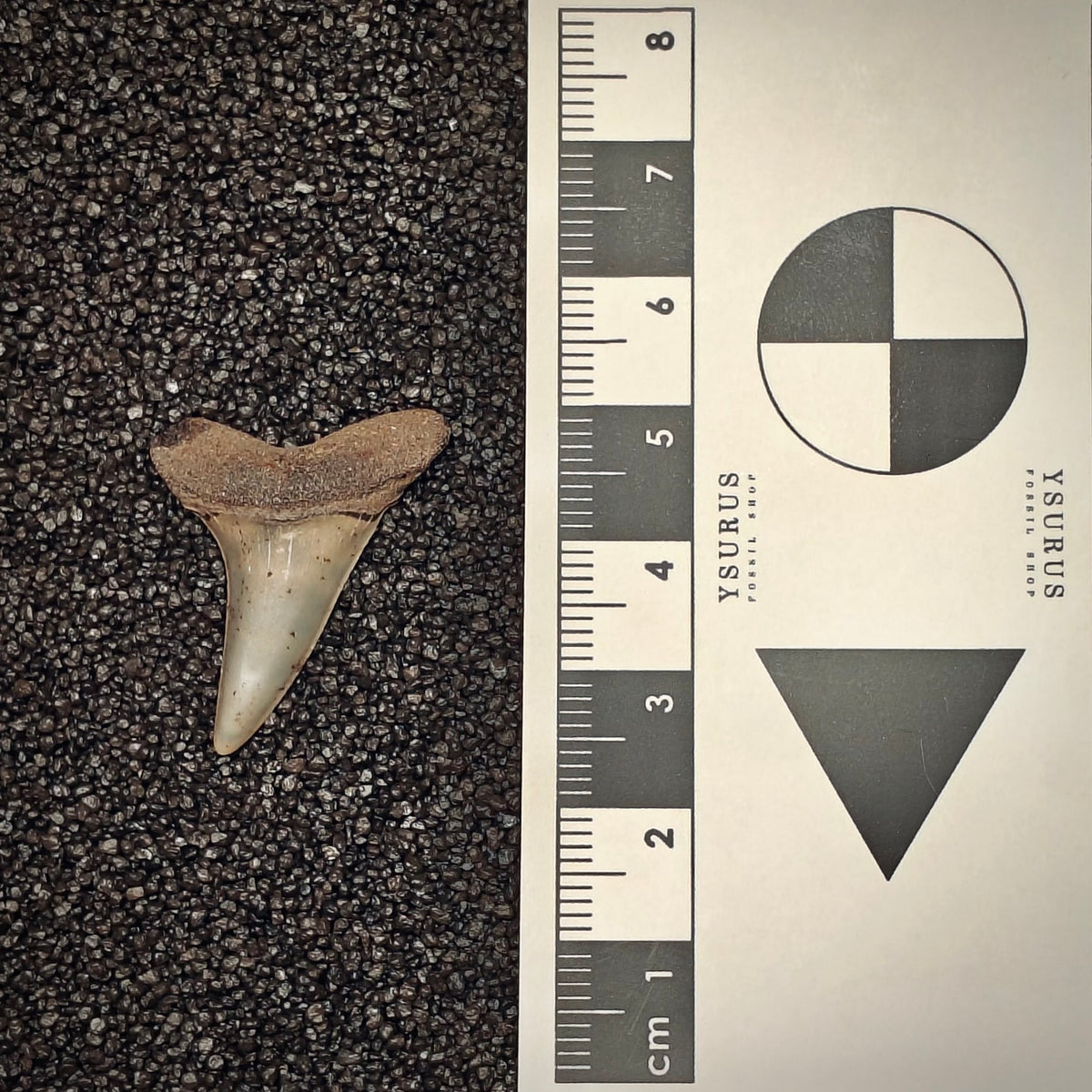 F3025 | Squalo | Isurus oxyrinchus