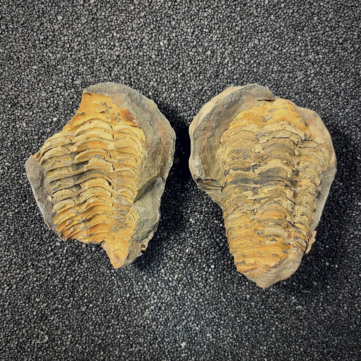 F2625 | Trilobite | Flexicalymene sp.