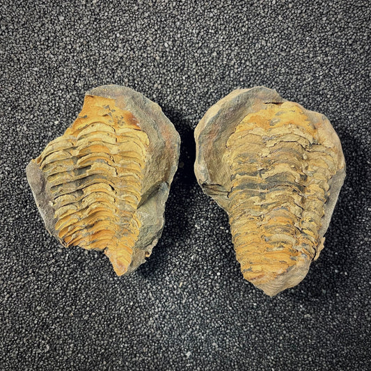 F2625 | Trilobite | Flexicalymene sp.