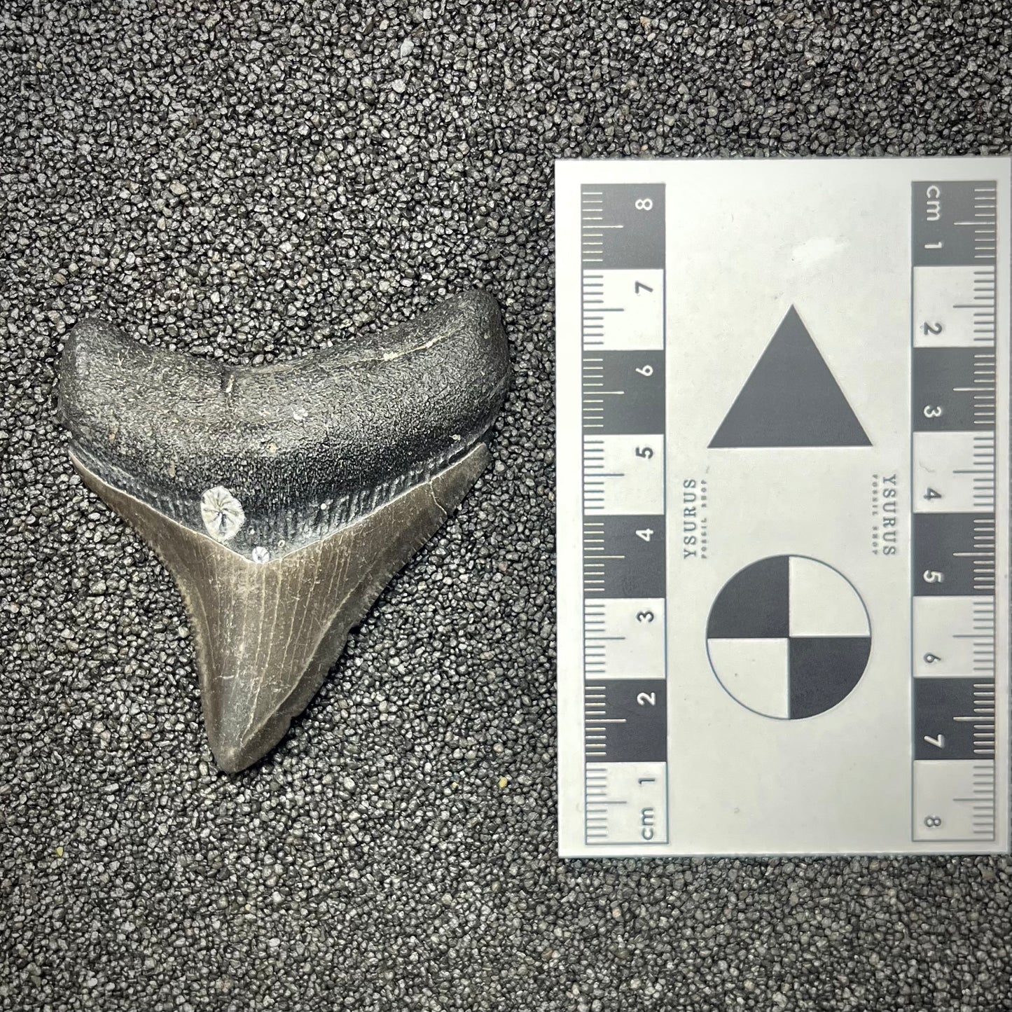 F2870 | Squalo | Otodus megalodon
