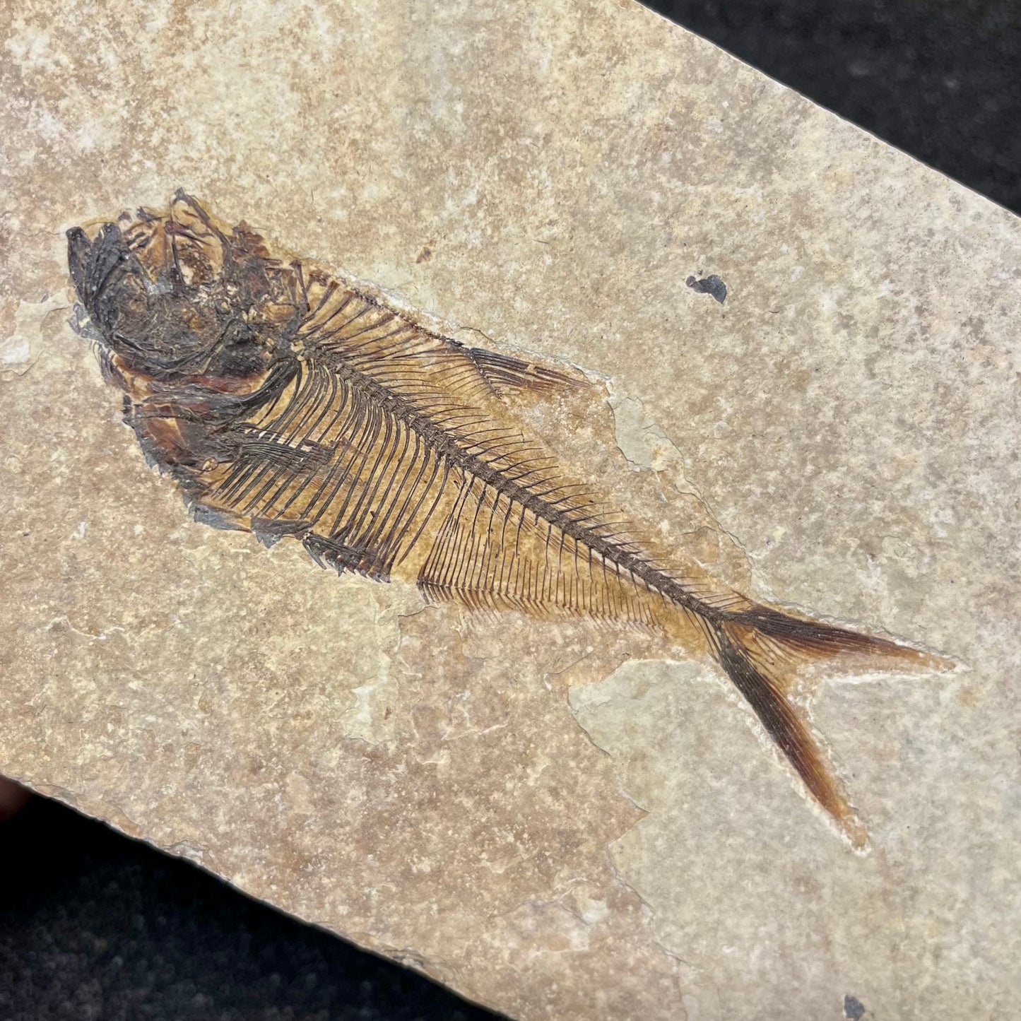 F2728 | Pesce | Diplomystus dentatus