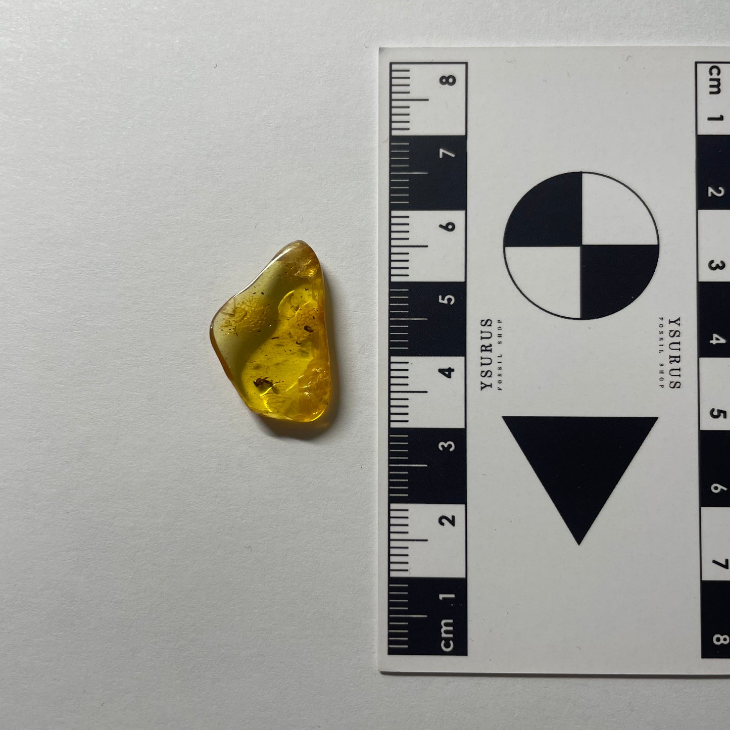 F2080 | Ambra con inclusione | Dolichoderus sp.