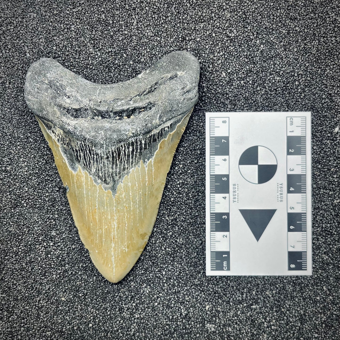 F2774 | Squalo | Otodus megalodon