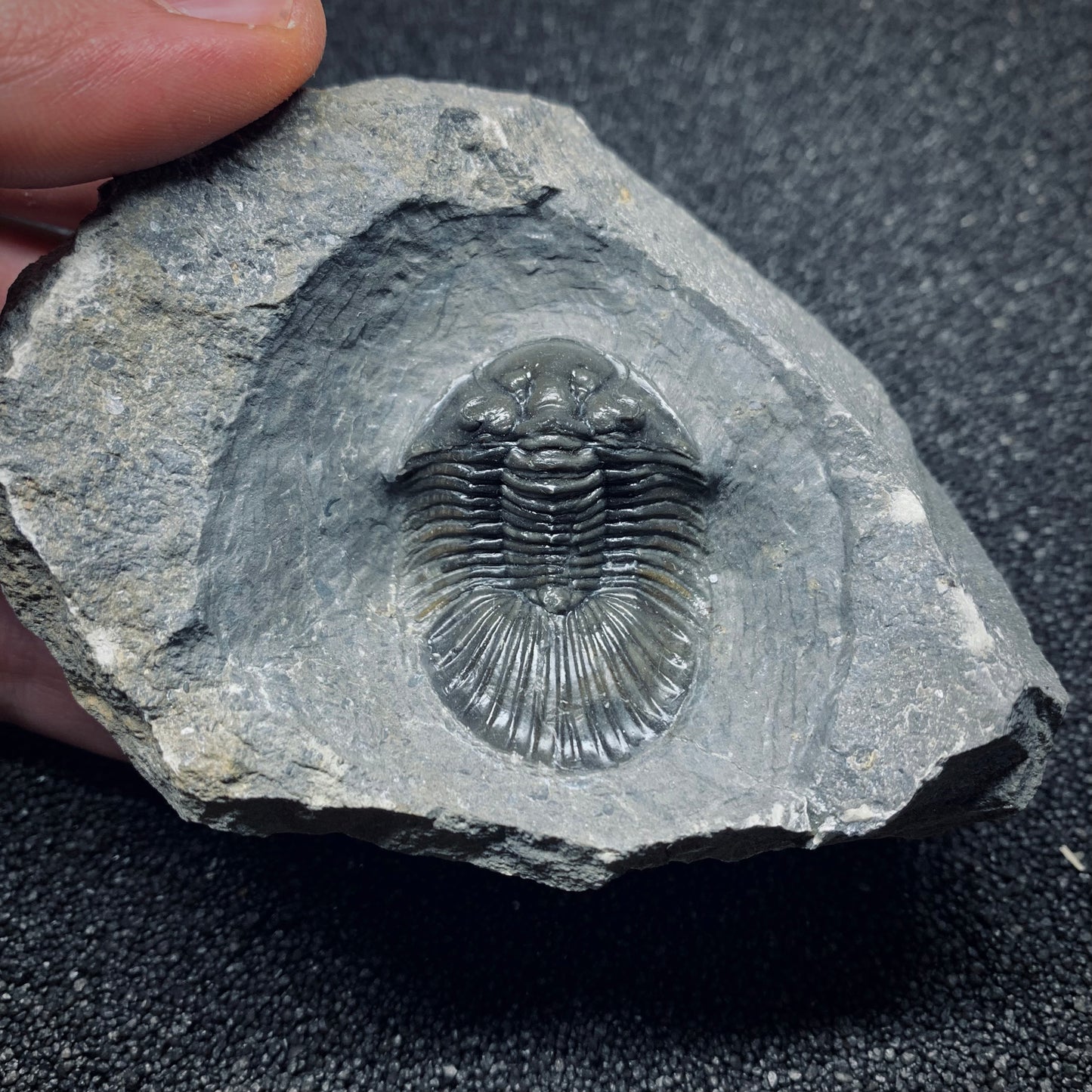 F507 | Trilobite | Scabriscutellum sp.