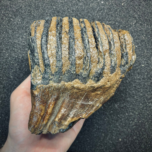 F2784 | Mammut | Mammuthus sp.