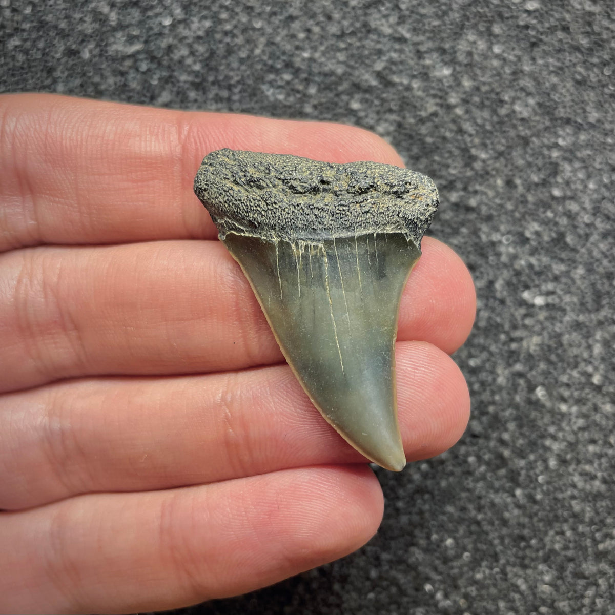 F3044 | Squalo |  Carcharodon hastalis