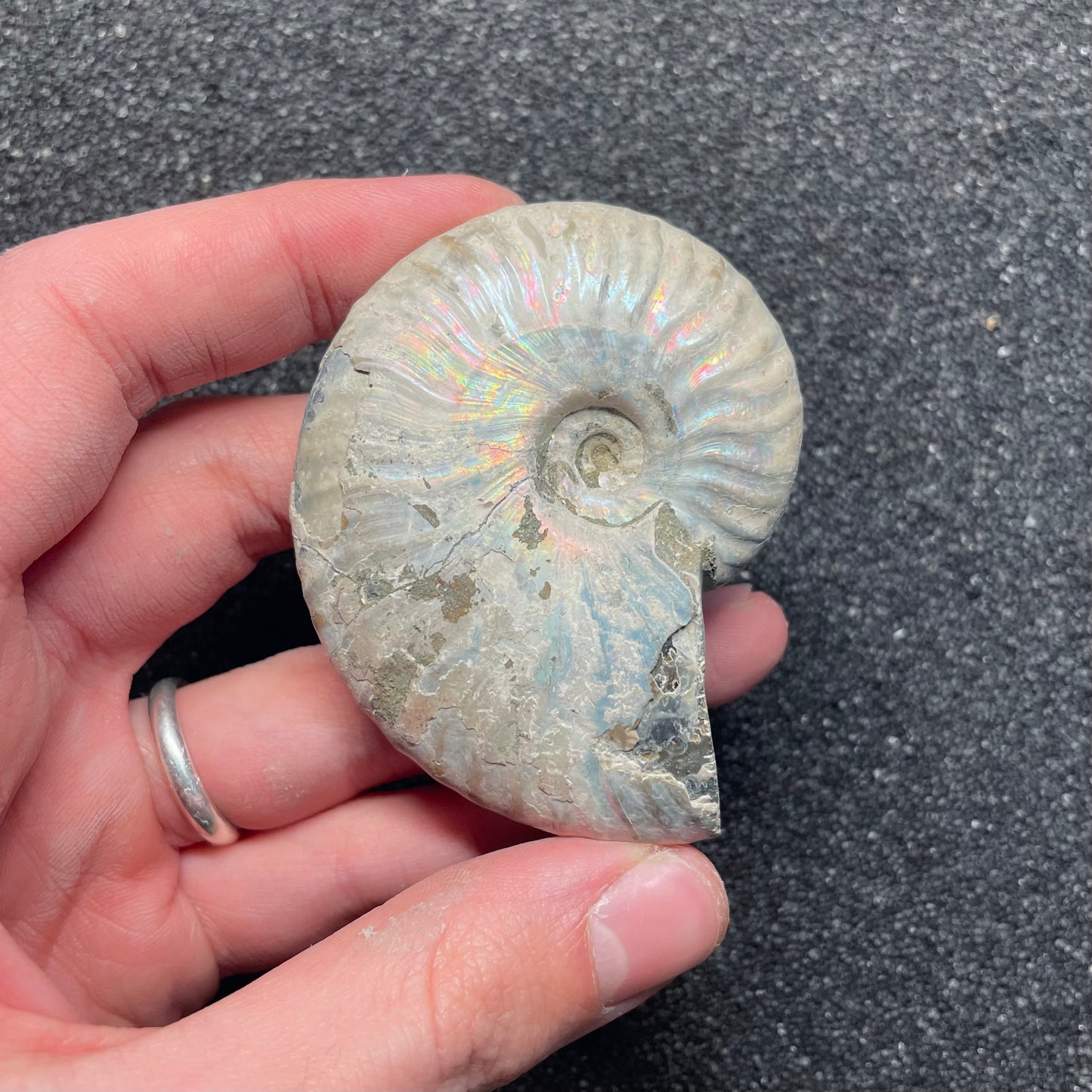 F2384 | Ammonite | Cleoniceras sp.