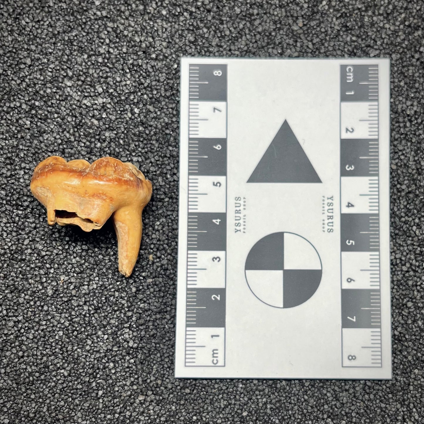 F2996 | Orso | Ursus spelaeus
