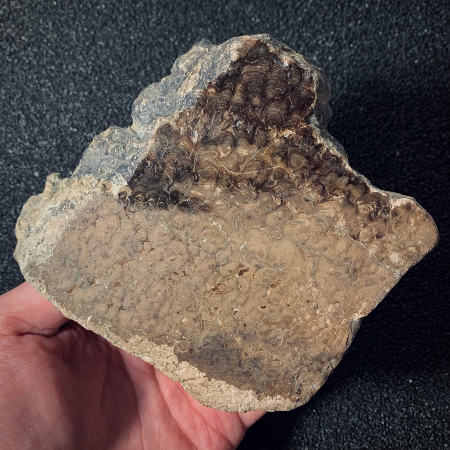 F408 | Stromatolite | Chlorellopsis coloniata