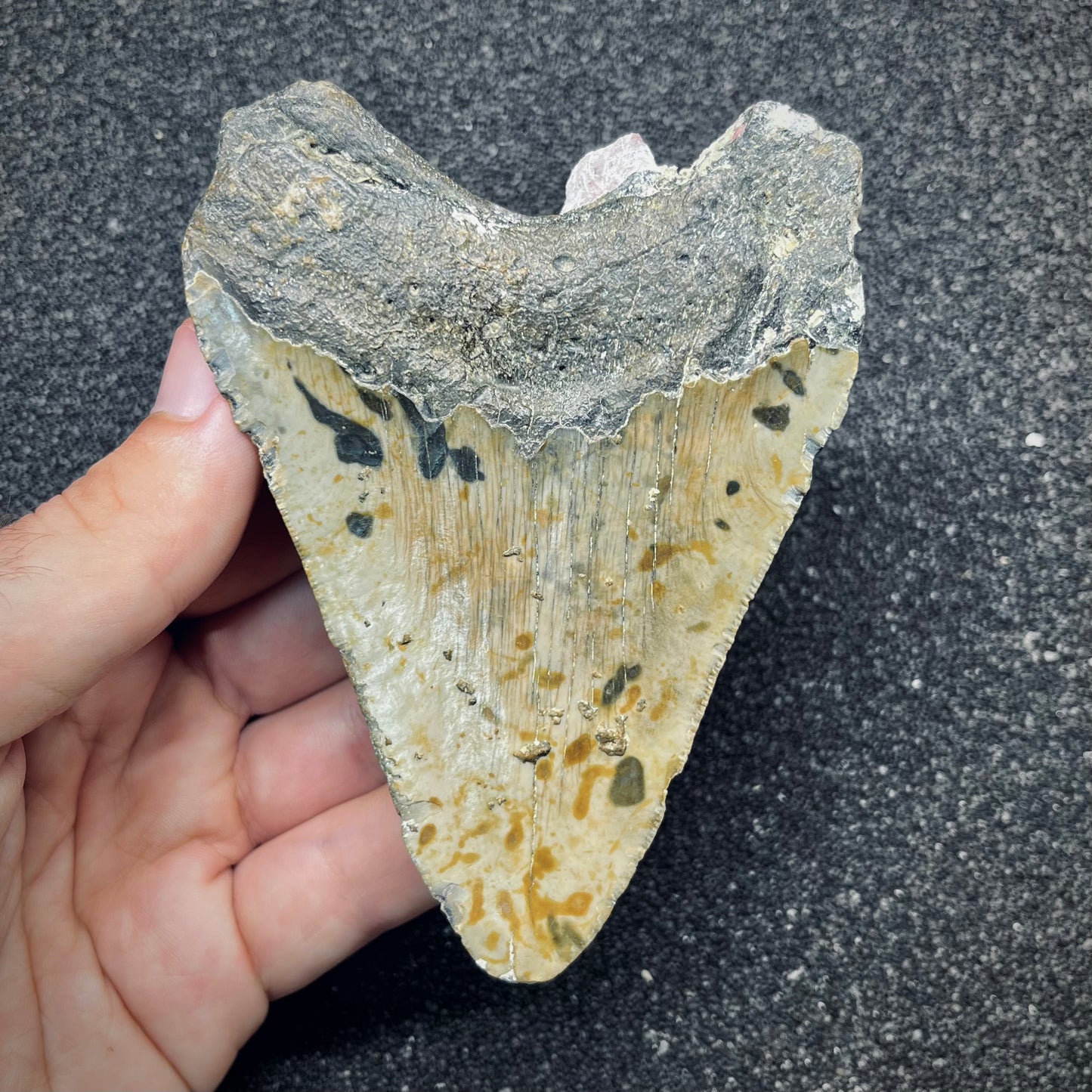 F2777 | Squalo | Otodus megalodon