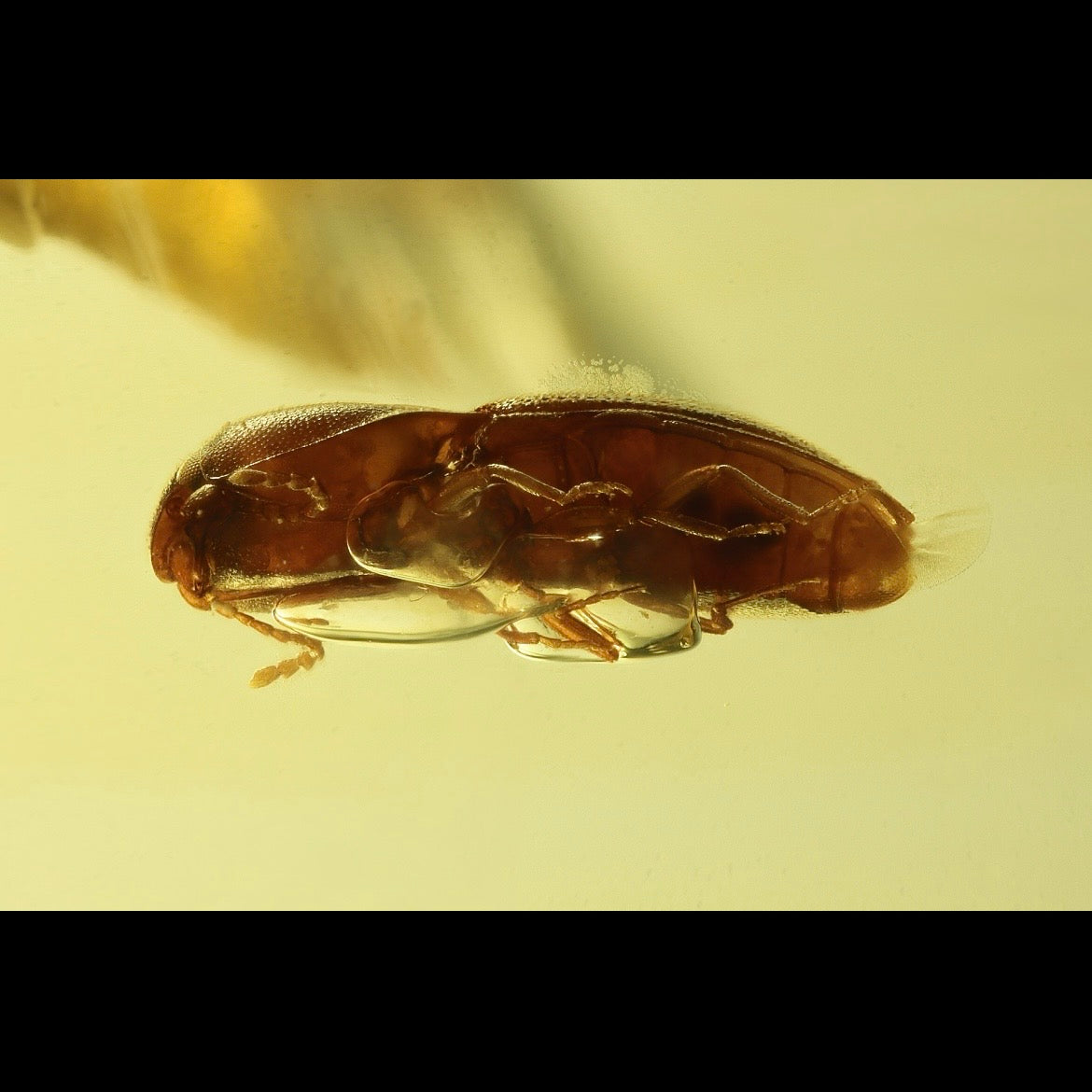 F2832 | Ambra con inclusione | Coleoptera indet.