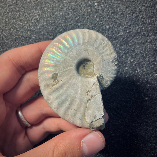 F1953 | Ammonite | Cleoniceras sp.