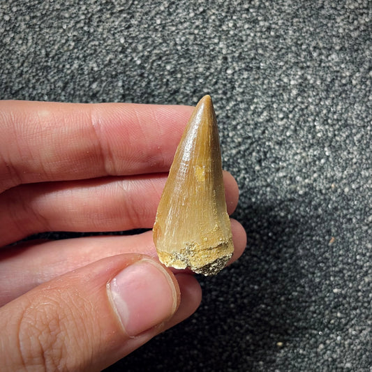 F1989 | Mosasauro | Mosasauridae indet.