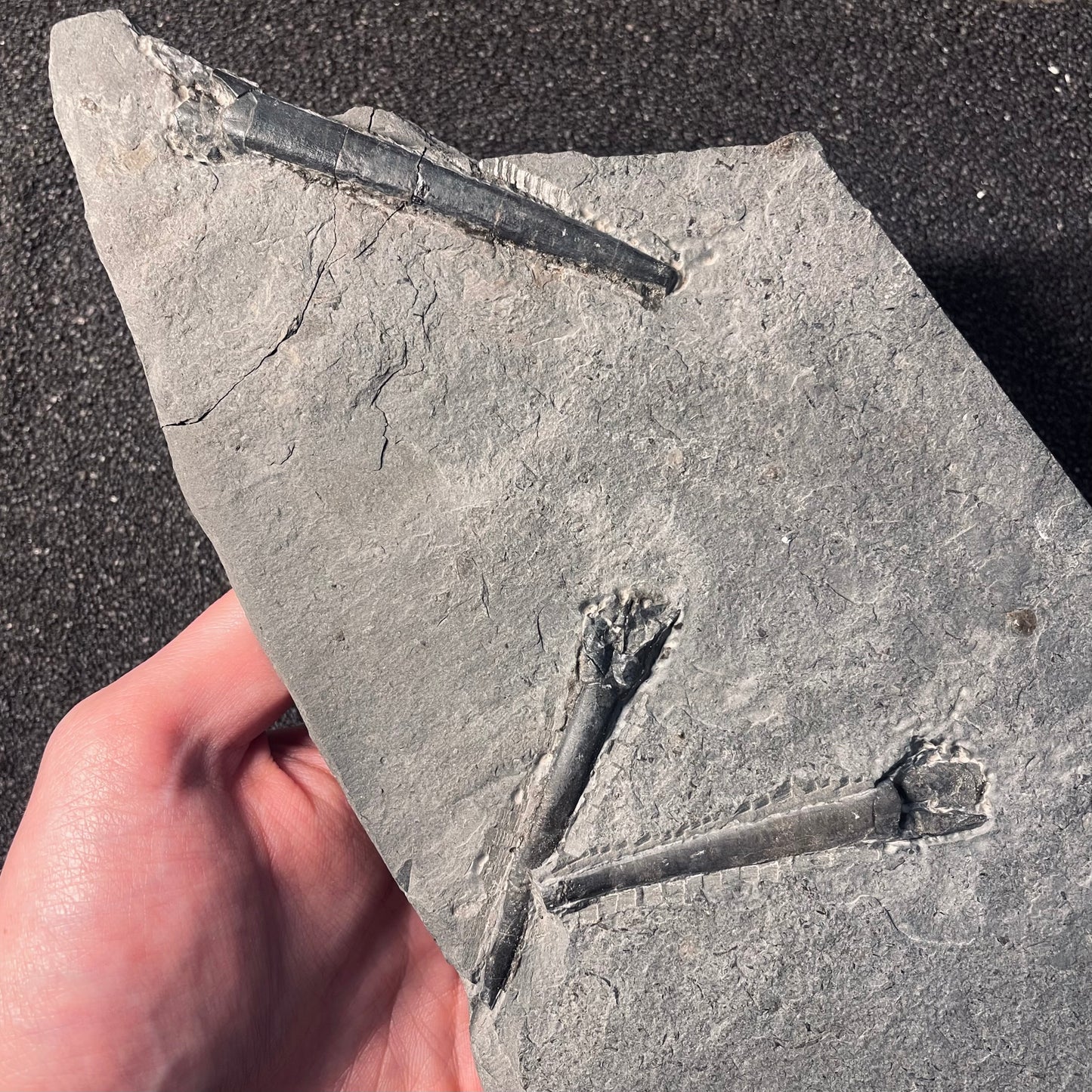 F2401 | Belemnite | Belemnoidea indet.