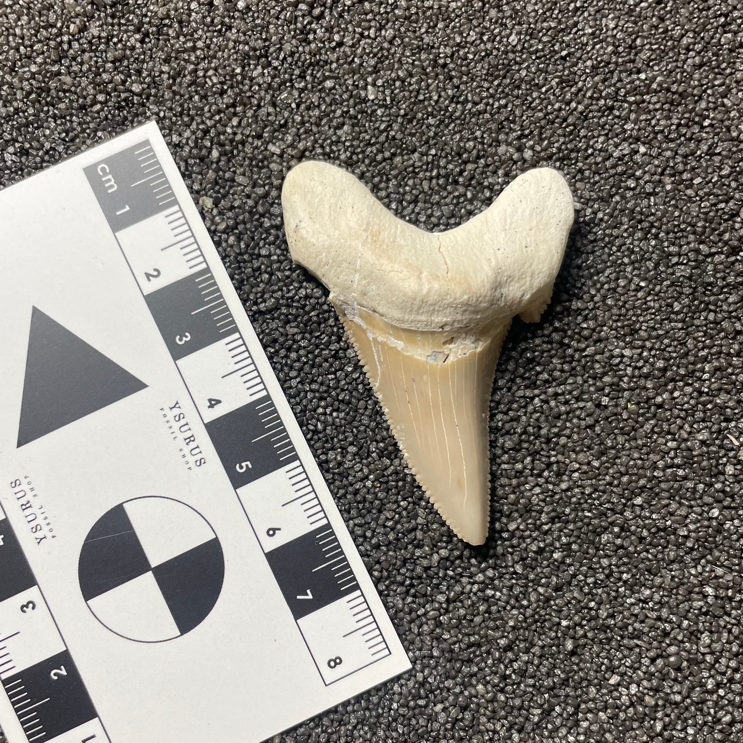 F2501 | Squalo | Otodus sokolovi