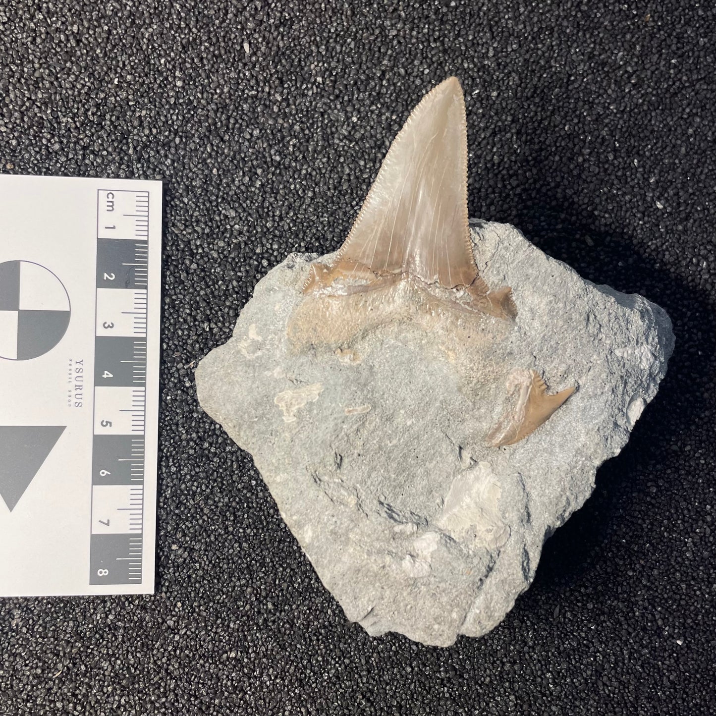 F2326 | RARO | Squalo | Otodus angustidens & Carcharhinidae indet.