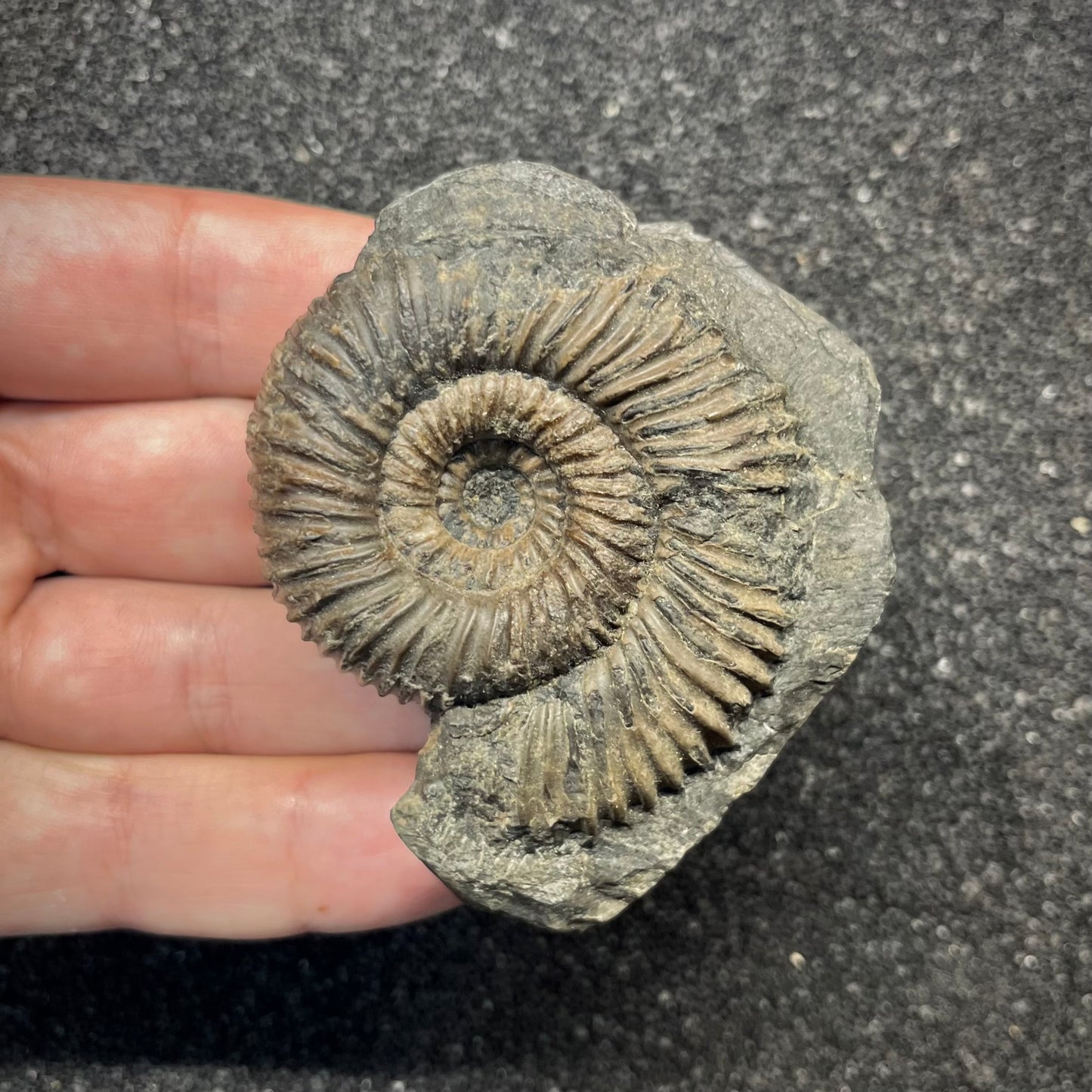 F2819 | Ammonite | Parkinsonia sp.