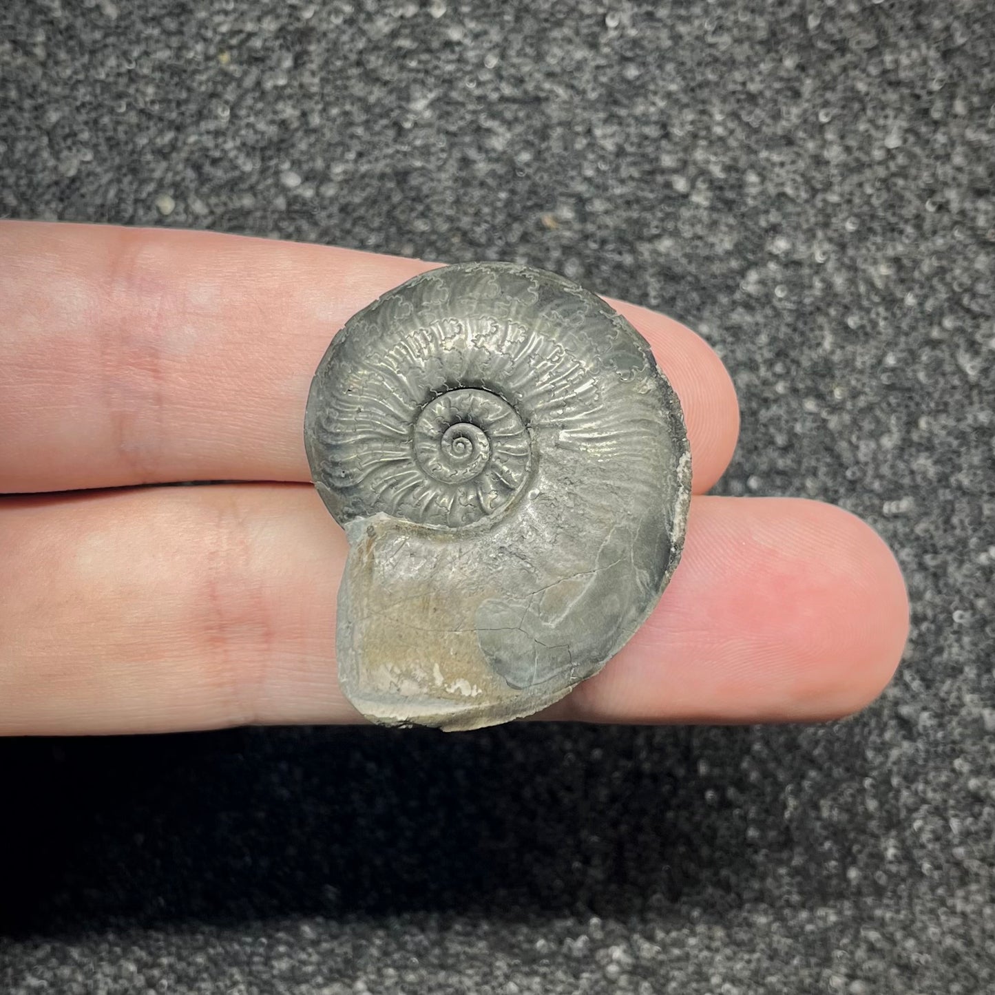 F2889 | Ammonite | Graphoceratidae indet.