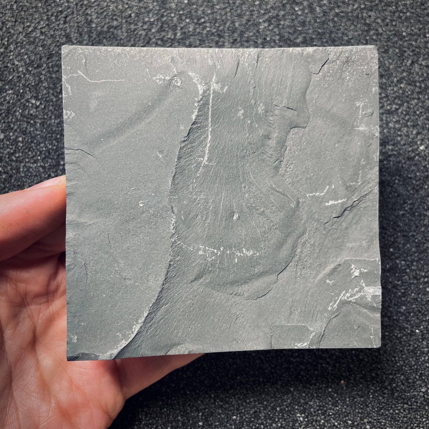 FNP18 | Fossile da preparare | Ammonite | Dactylioceras commune