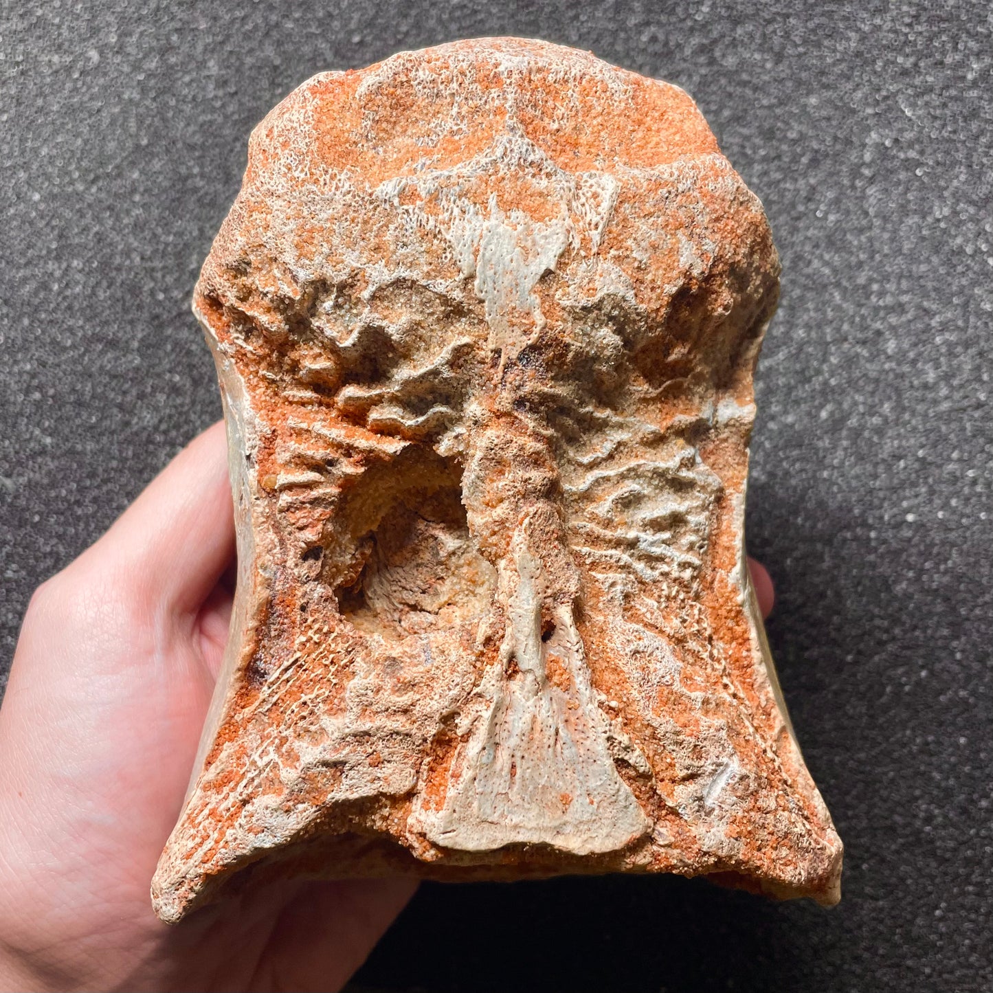 F2106 | Dinosauro | Spinosaurus aegyptiacus