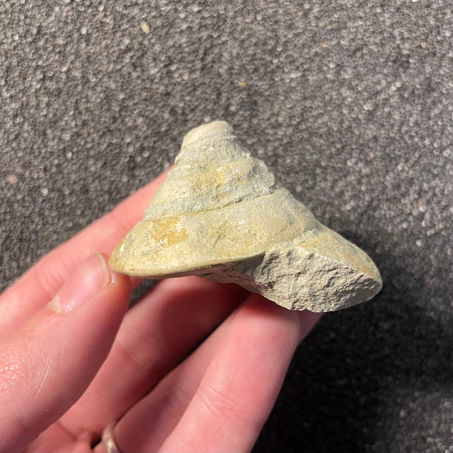F2535 | Gasteropode | Pyrgotrochus sp.