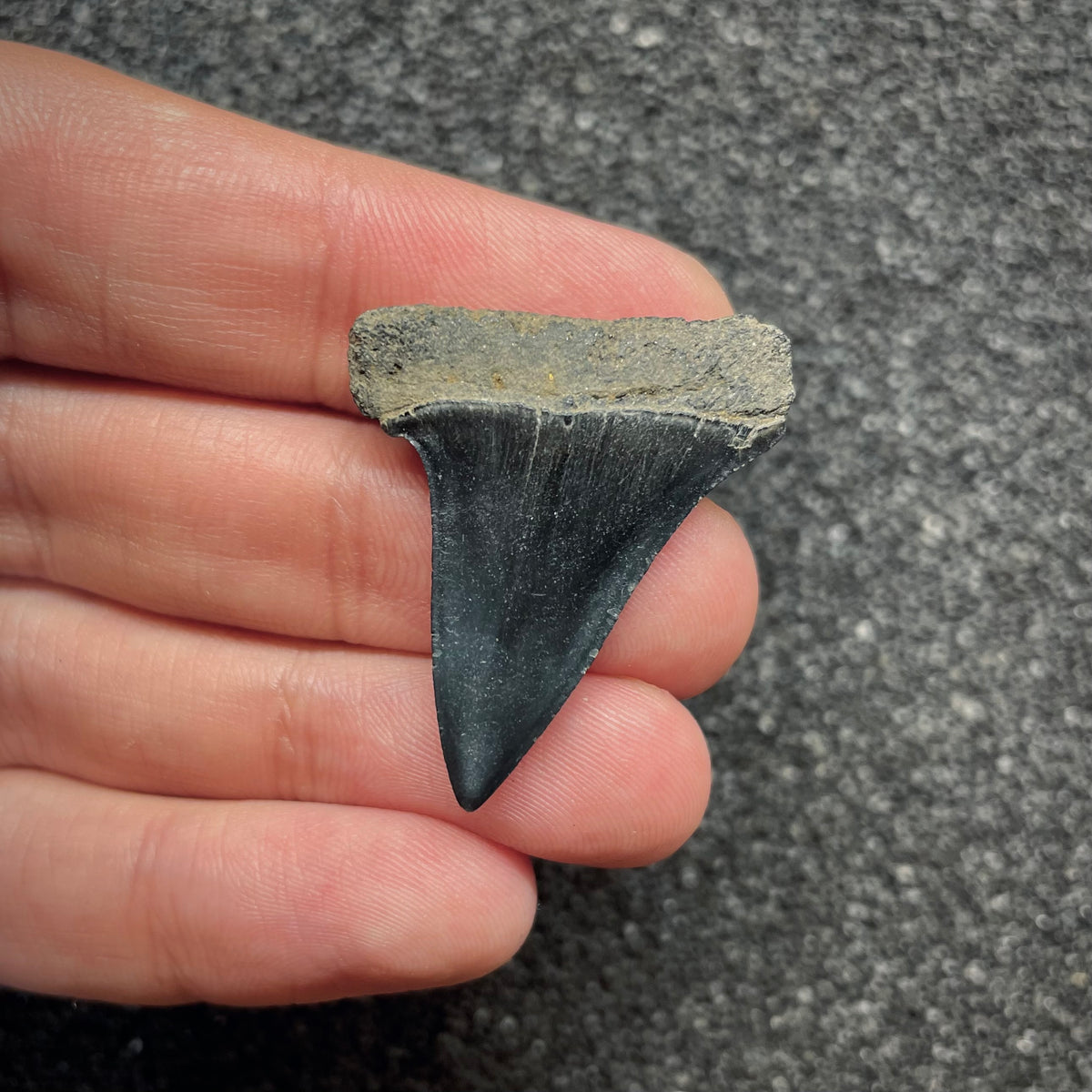 F3042 | Squalo |  Carcharodon hastalis