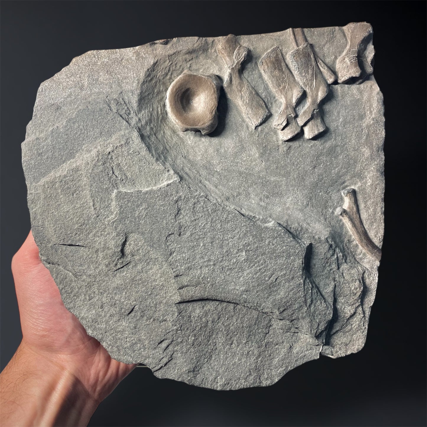 F2181 | Ittiosauro | Ichthyosauria indet.