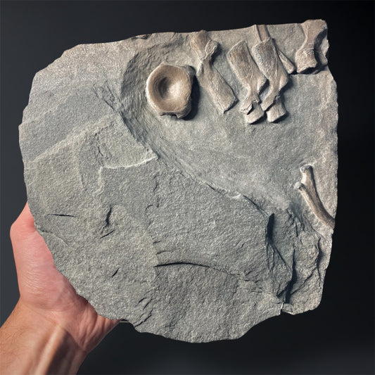 F2181 | Ittiosauro | Ichthyosauria indet.