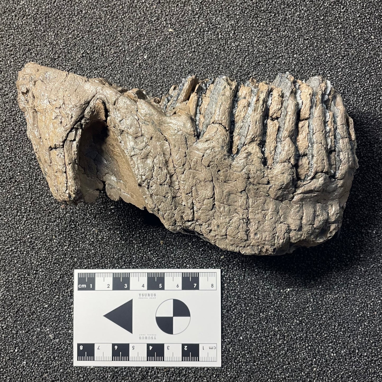 F2506 | Mammut | Mammuthus sp.