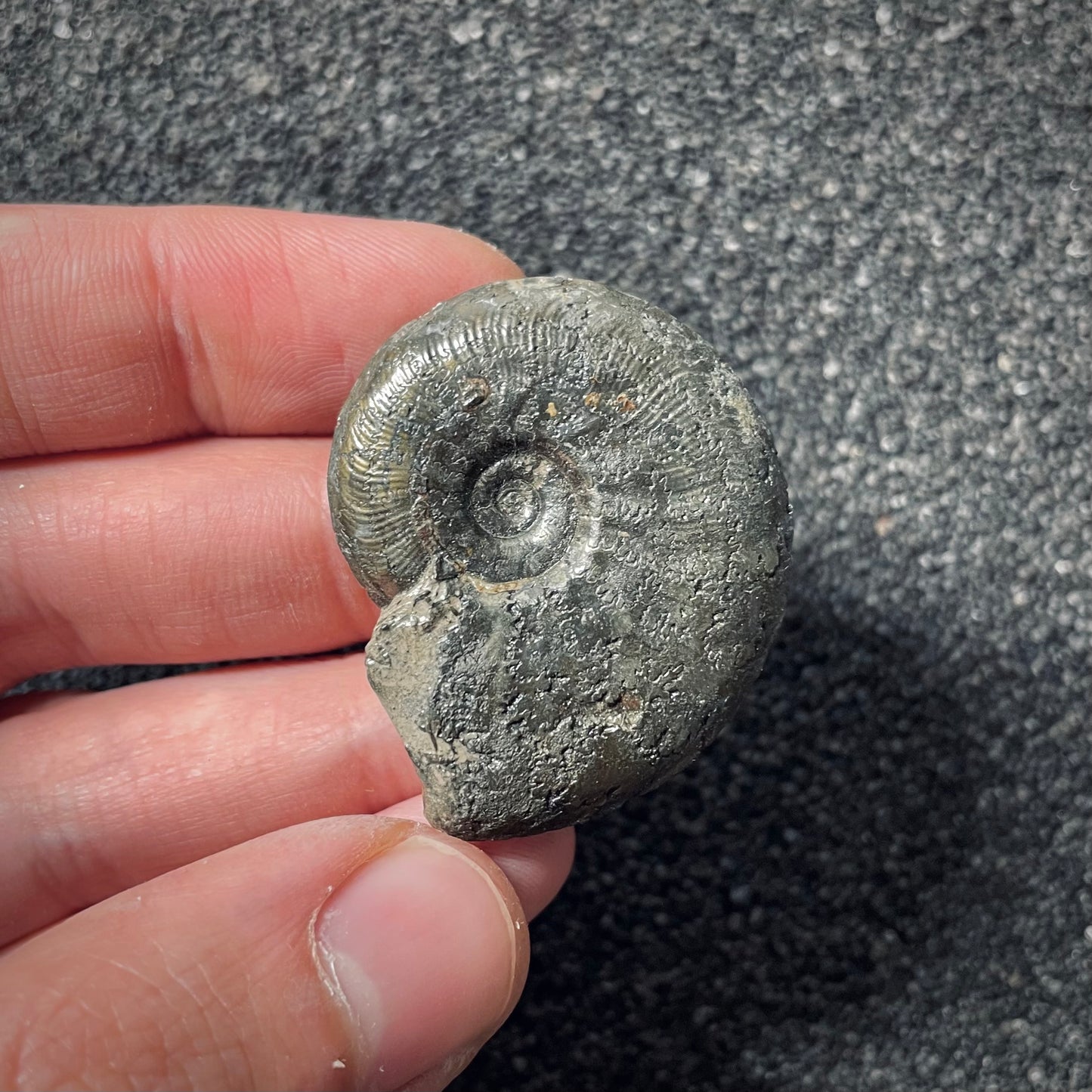 F2546 | Ammonite | Pleydellia sp.