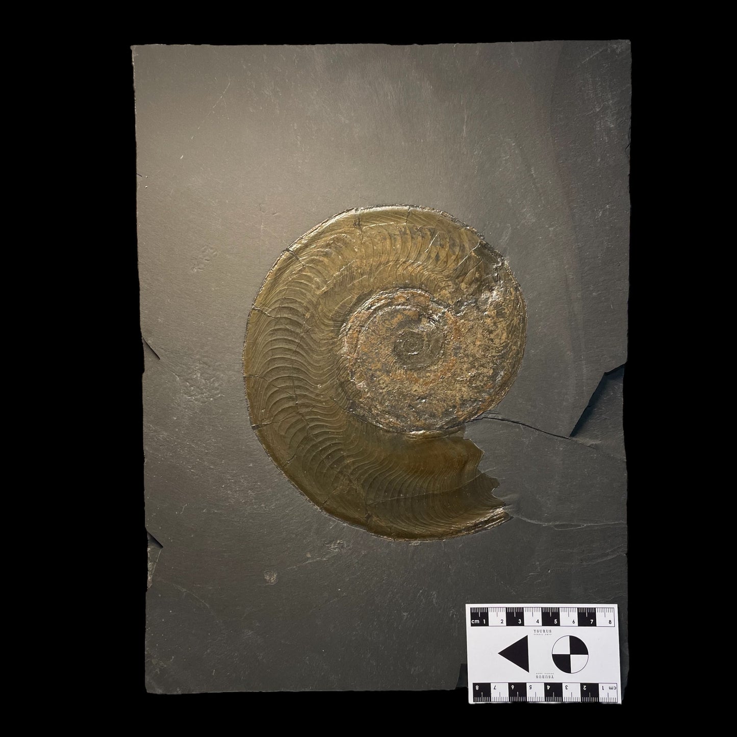 F1253 | Ammonite | Harpoceras falcifer