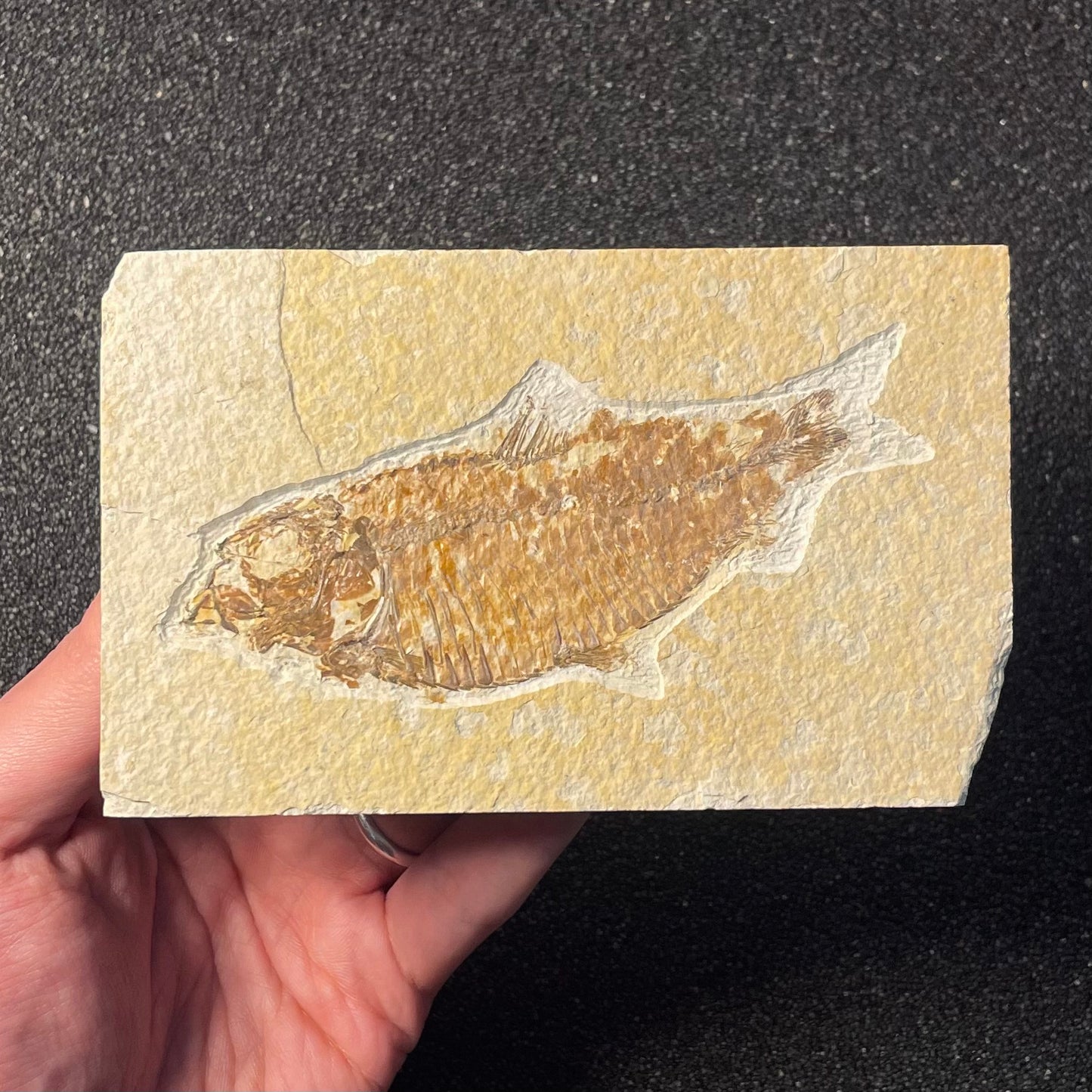 F2219 | Pesce | Knightia eocaena