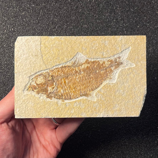 F2219 | Pesce | Knightia eocaena