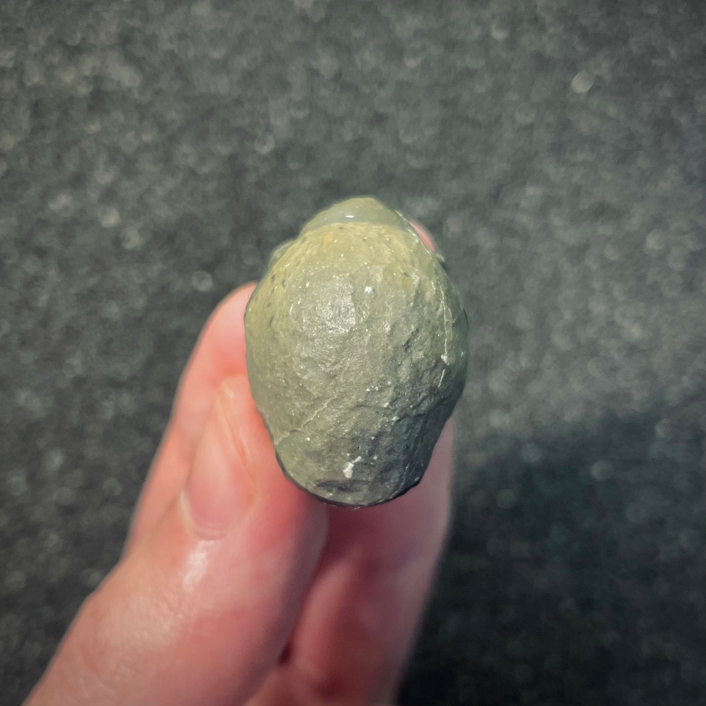 F2601 | Trilobite | Phacopidae indet.