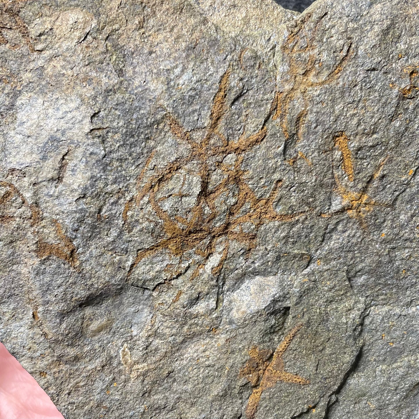 F2500 | Stella marina | Ophiuridae indet.