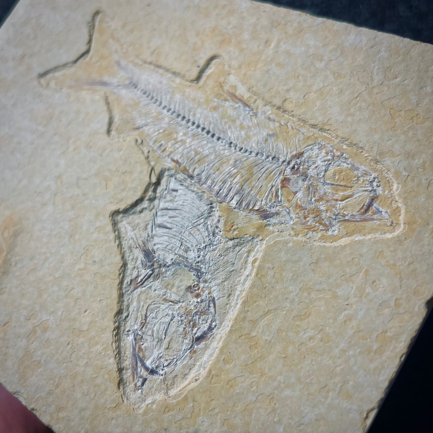 F2005 | Pesce | Knightia eocaena