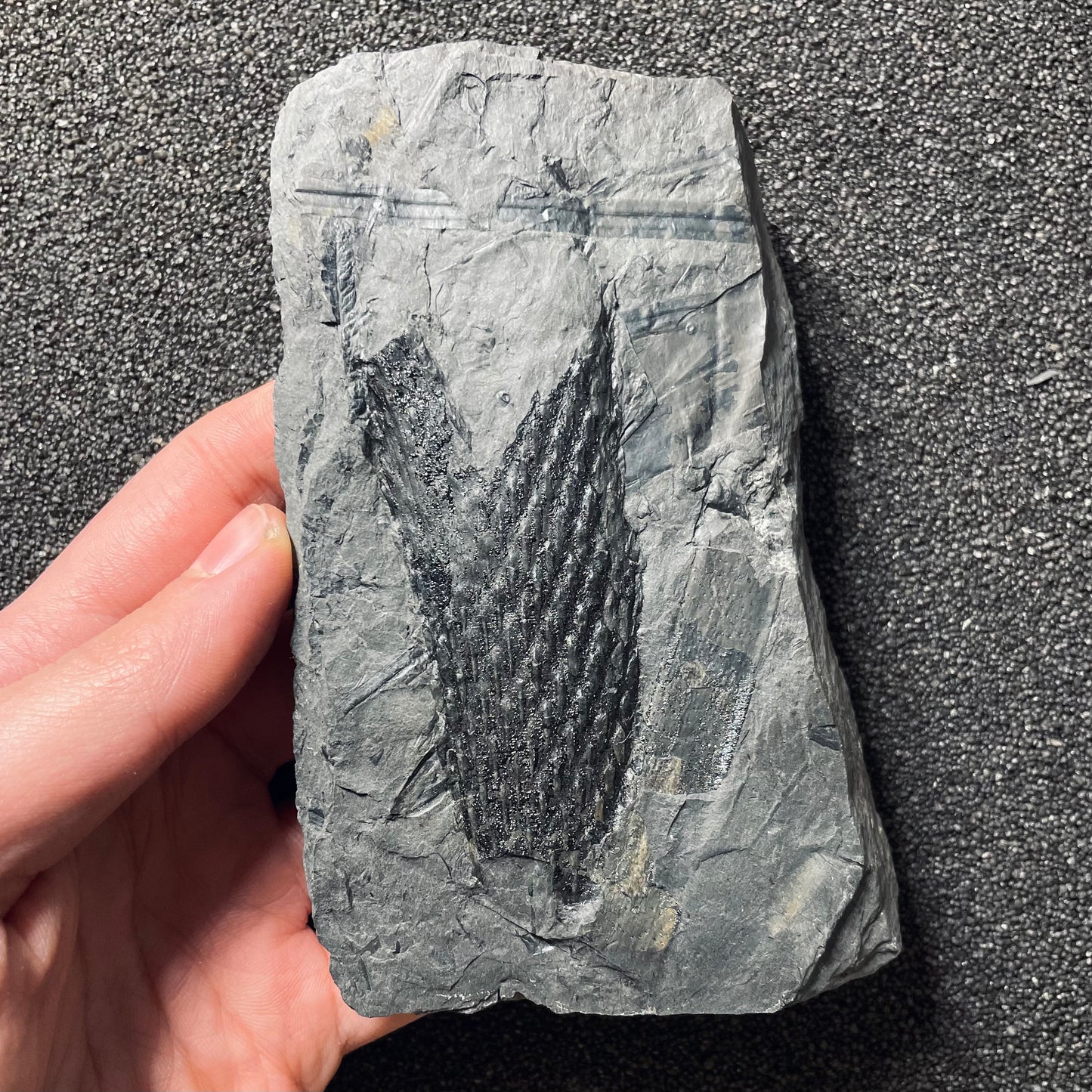 F2490 | Pianta | Lepidodendrales indet.