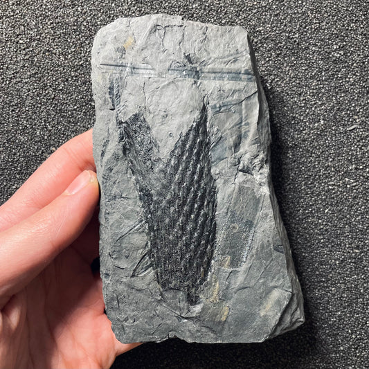 F2490 | Pianta | Lepidodendrales indet.