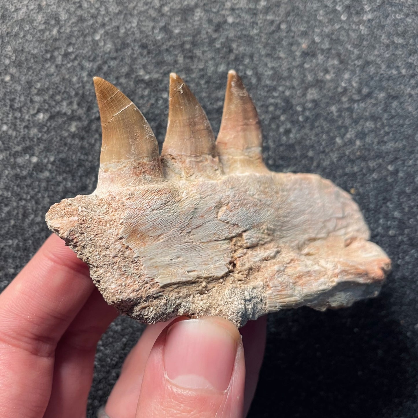 F2112 | Mosasauro | Mosasauridae indet.