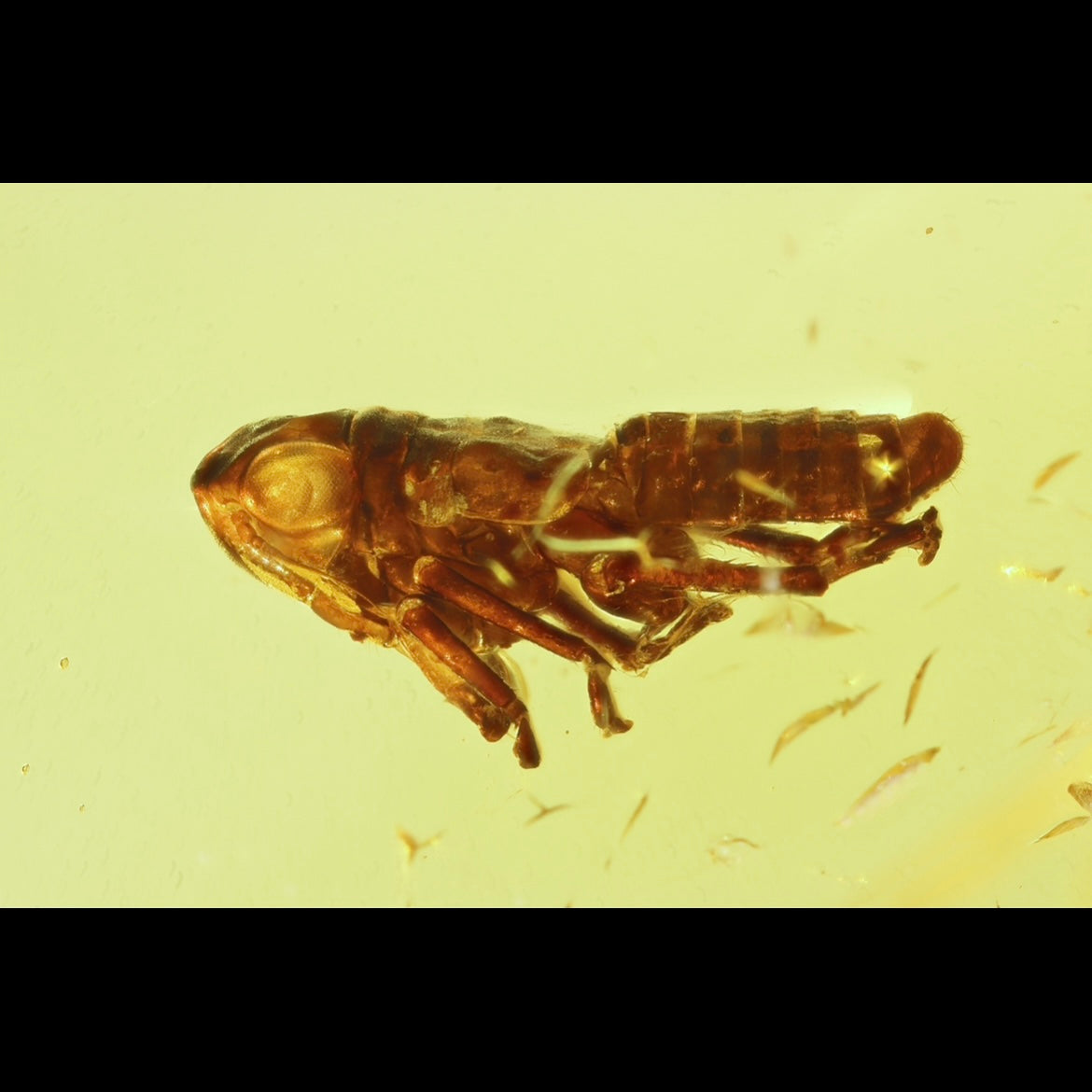 F2423 | Ambra con inclusione | Fulgoromorpha indet. (larva)