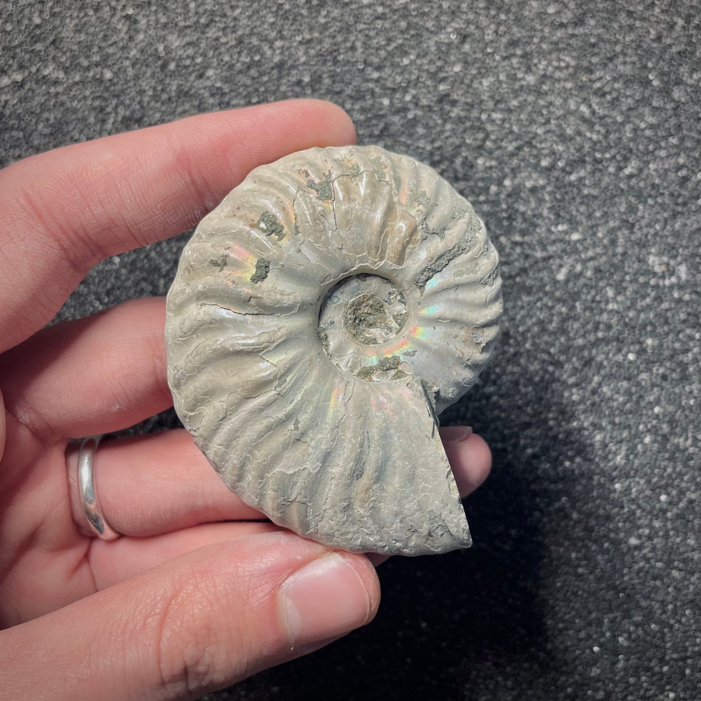 F2157 | Ammonite | Cleoniceras madagascariense