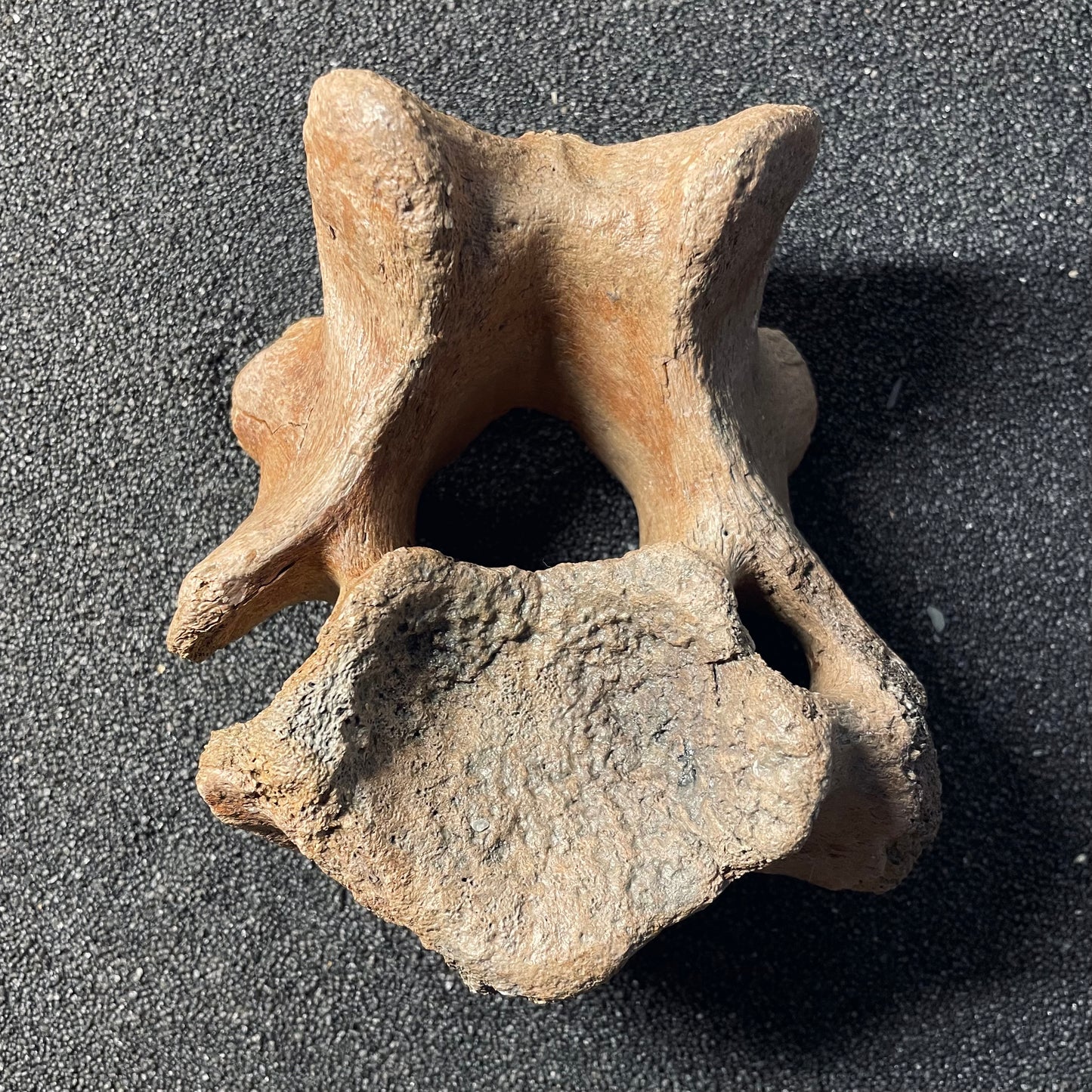 F2447 | Mammut | Mammuthus sp.