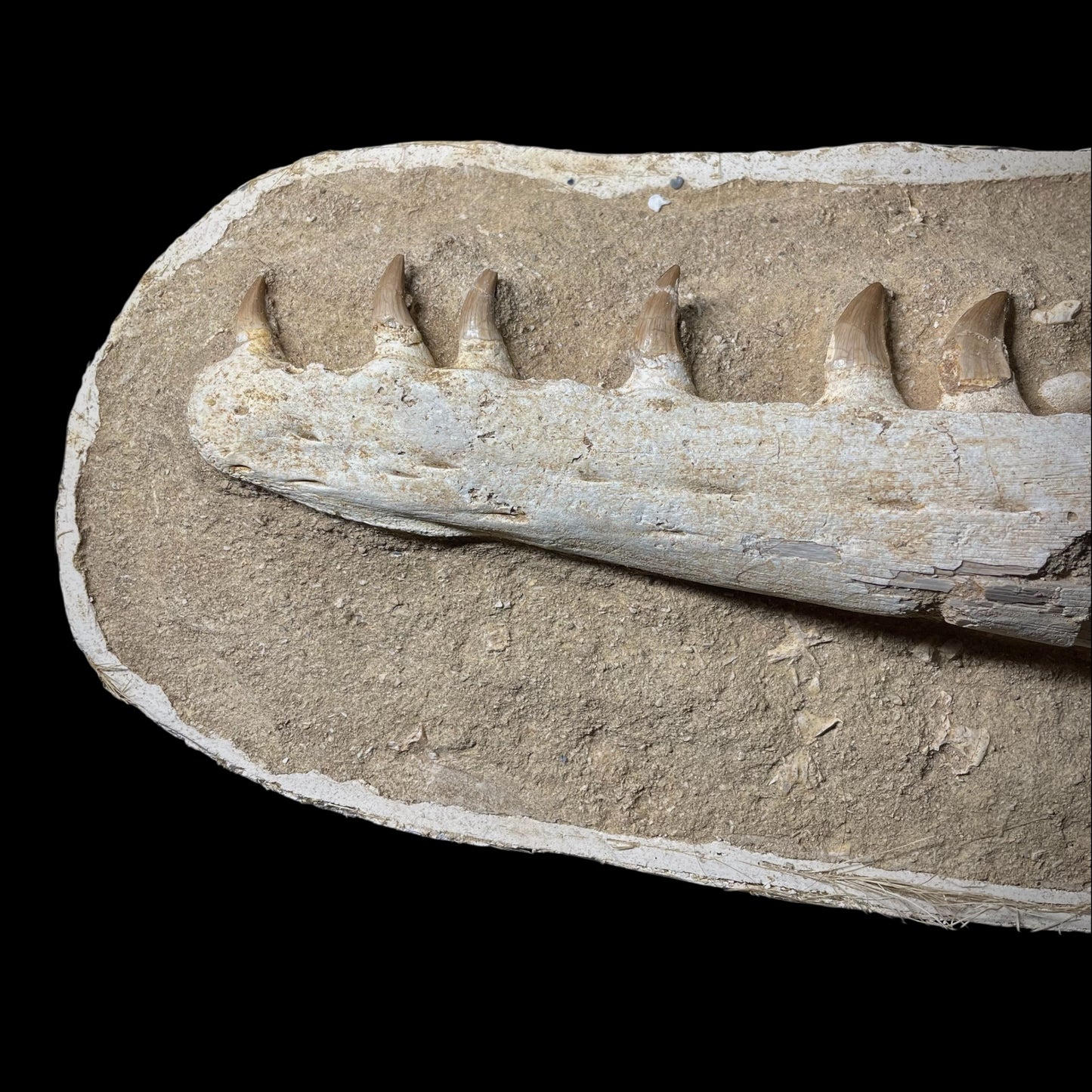 F1985 | Mosasauro | Prognathodon sp.