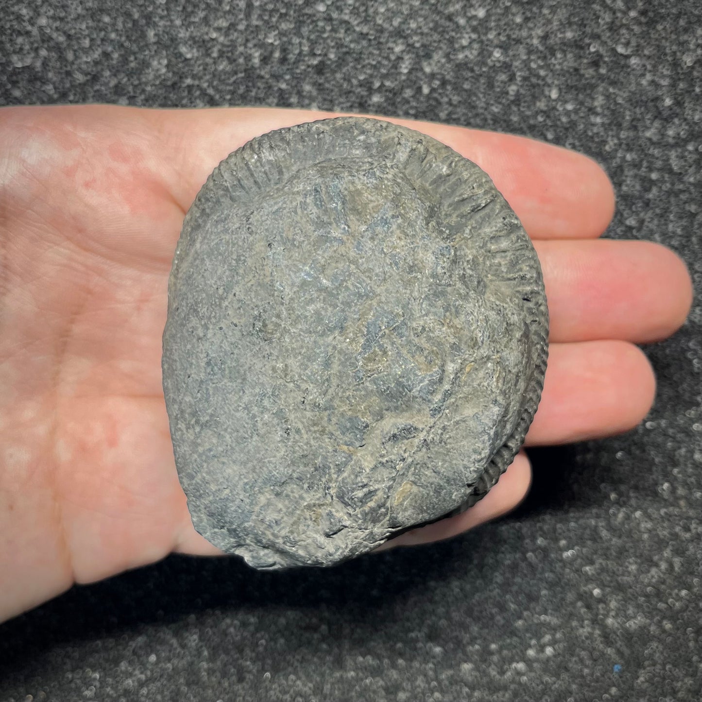F2911 | Ammonite | Perisphinctidae indet.