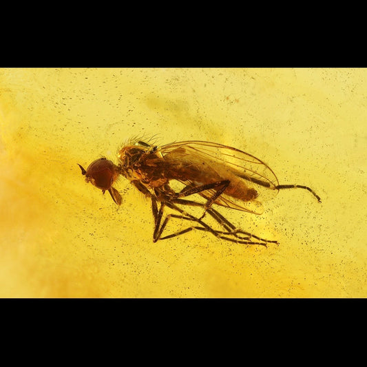 F2856 | Ambra con inclusione | Empididae indet.